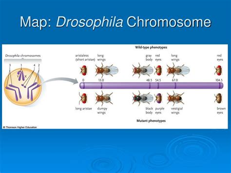 are drosphilia chromosomes similar to humans